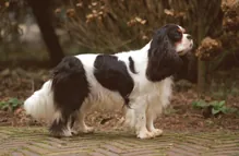 Cavalierkingcharlesspaniel