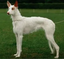 Podenco ibicenco