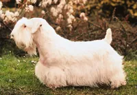 Sealyham terrier