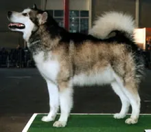 Alaska malamute