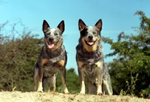 Australiancattledog