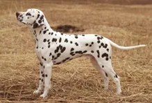 Dalmatischehond