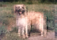 Pyreneese herdershond