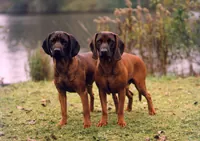 Bayrischer gebirgsschweisshund