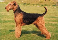 Airedaleterrier