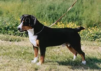 Entlebucher sennenhond