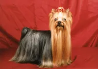 Yorkshire terrier