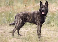 Hollandse herder korthaar