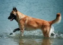 Belgischeherder mechelse
