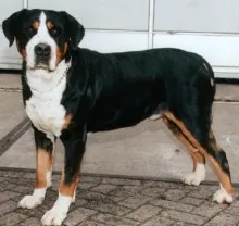 Grote zwitserse sennenhond
