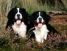 Berner sennenhond