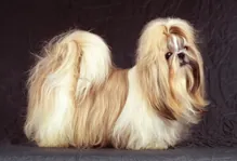 Shih tzu