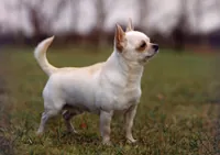 Chiuahua