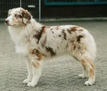 Australian shepard