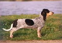 Basset bleude gascogne