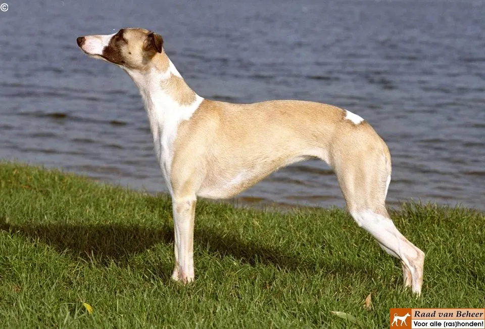 Whippet
