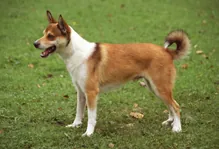 Noorse lundehund