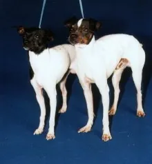 Japanse terrier