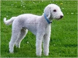 Bedlington terrier