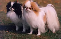 Japanse spaniel