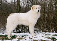 Pyreneese berghond
