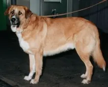 Rafeiro do alentigo