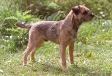 Borderterrier
