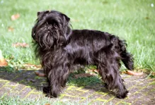 Affenpinscher