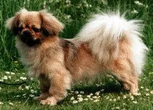 Tibetaanse spaniel