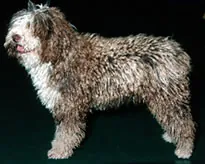 Spaanse waterhond