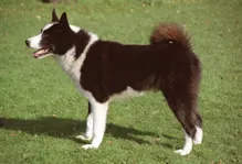 Karelische berenhond