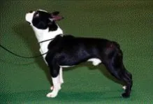 Bostonterrier