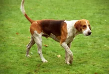 Foxhound