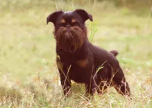 Griffon belge