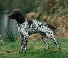 Duitse staande korthaar