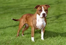 Americanstaffordshireterrier