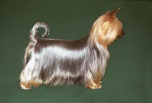 Australiansilkyterrier