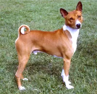 Basenji