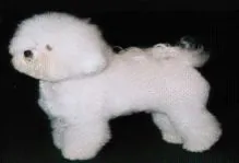 Bichon frise