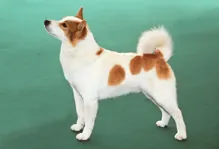 Norrbottenspets