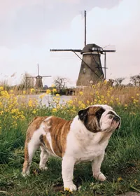 Engelse bulldog