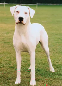 Dogo argentino