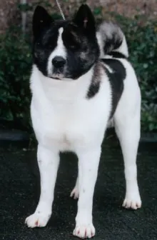Great japanese dog