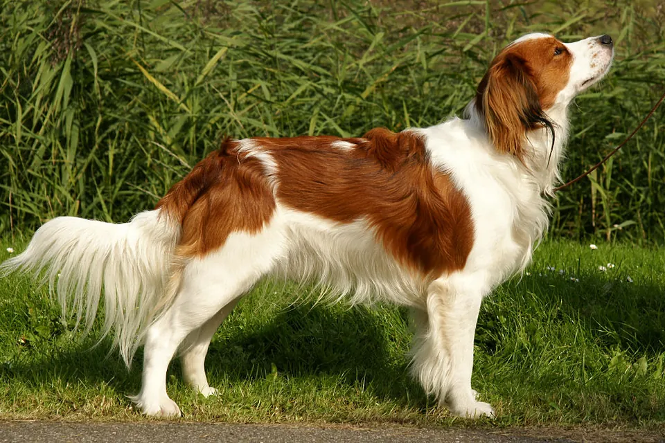 Kooikerhondje