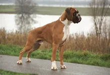 Boxer