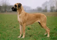 Duitse dog