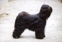 Tibetaanse terrier