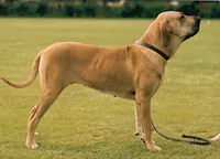 Fila brasileiro