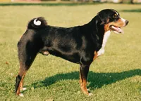 Appenzeller sennenhond