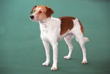 Kromfohrlander